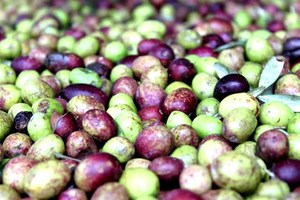 Olives closeup.JPG